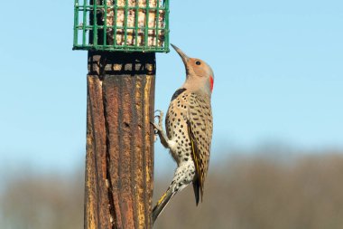 Güzel kuzey titreşimli süet almak için dışarı çıktı. O büyük bir ağaçkakan türüdür. Onun altın renkli tüyleri güneşte biraz parlıyor. Tüylerindeki siyah benekler kamuflaja yardımcı oluyor..