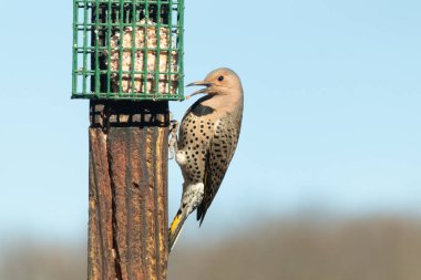Güzel kuzey titreşimli süet almak için dışarı çıktı. O büyük bir ağaçkakan türüdür. Onun altın renkli tüyleri güneşte biraz parlıyor. Tüylerindeki siyah benekler kamuflaja yardımcı oluyor..