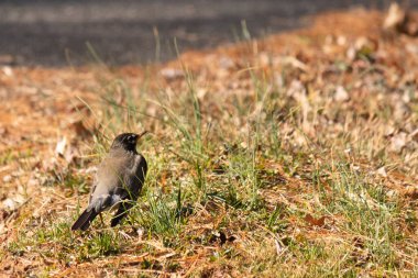 Her tarafı kahverengi renklerle kaplı, çimlerin üzerinde duran güzel bir bülbül. Bu kuş, birçokları için, bahar anlamına geliyor. Kuşun koyu siyah bir vücudu ve turuncu bir göbeği var. Gözünün etrafında bir yıldıza benziyor..