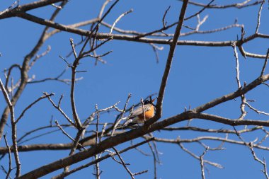 Güzel Robin ağaca tünemiş. Onun siyah tüyleri çıplak dallarla kaynaşıyor. Onun küçük turuncu göbeği göze çarpıyor. Ağacın dallarının kış mevsimi nedeniyle yaprakları yoktur..