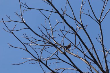 Güzel Robin ağaca tünemiş. Onun siyah tüyleri çıplak dallarla kaynaşıyor. Onun küçük turuncu göbeği göze çarpıyor. Ağacın dallarının kış mevsimi nedeniyle yaprakları yoktur..