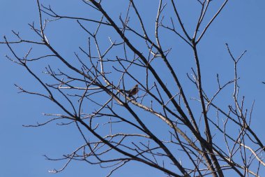 Güzel Robin ağaca tünemiş. Onun siyah tüyleri çıplak dallarla kaynaşıyor. Onun küçük turuncu göbeği göze çarpıyor. Ağacın dallarının kış mevsimi nedeniyle yaprakları yoktur..