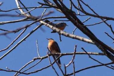 Ağaca tünemiş iki ardıç kuşu. Siyah tüyler çıplak dallarla kaynaşıyor. Küçük turuncu karınlar öne çıkıyor. Ağacın dallarının kış mevsimi nedeniyle yaprakları yoktur..