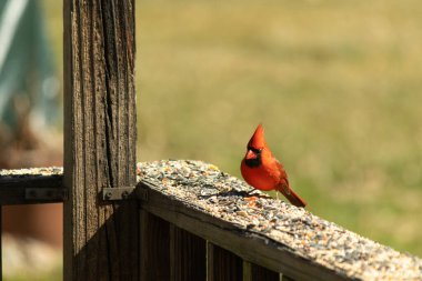 Canlı kırmızı bir erkek, Kuzey Kardinal 'i. Tepeli bir kafasıyla, kuş yemi kaplı ahşap korkulukların üzerinde duruyor. Parlak ve neşeli arka bahçe vahşi yaşam.