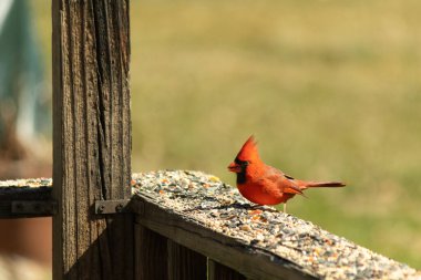 Canlı kırmızı bir kardinal yıpranmış ahşap korkuluklara tünemiş, sola dönük. Kuşun parlak rengi sessiz arka planda göze çarpıyor. Vahşi yaşam ve kuş teması için mükemmel..