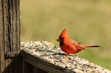 Canlı kırmızı bir kardinal yıpranmış ahşap korkuluklara tünemiş, sola dönük. Kuşun parlak rengi sessiz arka planda göze çarpıyor. Vahşi yaşam ve kuş teması için mükemmel..