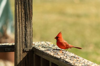 Canlı kırmızı bir kardinal yıpranmış ahşap korkuluklara tünemiş, sola dönük. Kuşun parlak rengi sessiz arka planda göze çarpıyor. Vahşi yaşam ve kuş teması için mükemmel..