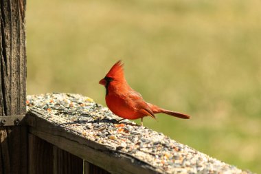 Canlı kırmızı bir kardinal yıpranmış ahşap korkuluklara tünemiş, sola dönük. Kuşun parlak rengi sessiz arka planda göze çarpıyor. Vahşi yaşam ve kuş teması için mükemmel..