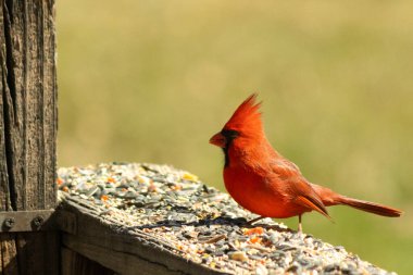 Canlı kırmızı bir kardinal yıpranmış ahşap korkuluklara tünemiş, sola dönük. Kuşun parlak rengi sessiz arka planda göze çarpıyor. Vahşi yaşam ve kuş teması için mükemmel..