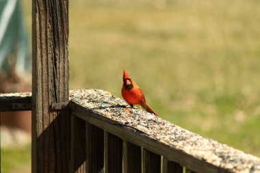 Canlı kırmızı bir erkek, Kuzey Kardinal 'i. Tepeli bir kafasıyla, kuş yemi kaplı ahşap korkulukların üzerinde duruyor. Parlak ve neşeli arka bahçe vahşi yaşam.
