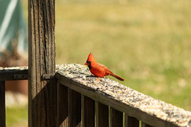 Canlı kırmızı bir kardinal yıpranmış ahşap korkuluklara tünemiş, sola dönük. Kuşun parlak rengi sessiz arka planda göze çarpıyor. Vahşi yaşam ve kuş teması için mükemmel..