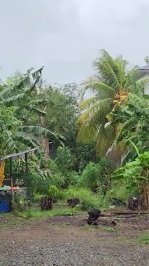 Şiddetli rüzgarlar ağaçları vurur