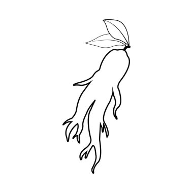 Ginseng simgesi Vektör İllüstrasyon Tasarımı Logo şablonu
