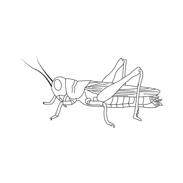 Grasshopper Icona Vettoriale Illustrazione Design Semplice — Vettoriale Stock