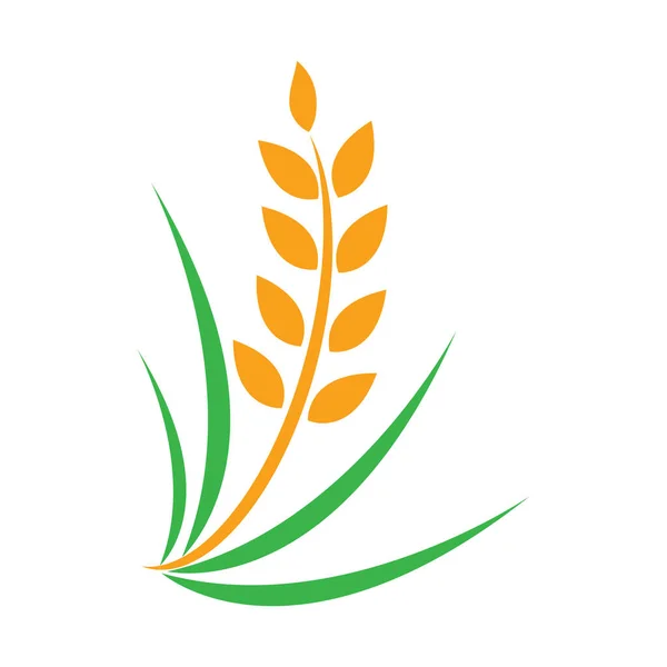 Landwirtschaft Weizen Logo Vorlage Vektor Symbol Design Illustration — Stockvektor