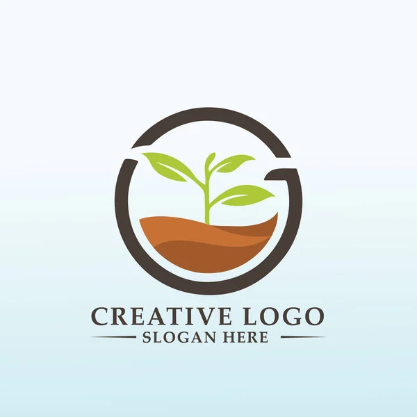 Hemp Cannabises Vector Logo Design — Stock Vector