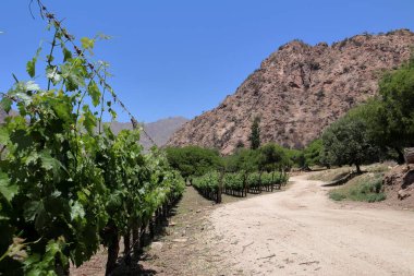 Arjantin 'de dağ zeminli El Cafayate üzüm bağları. Yüksek kalite fotoğraf