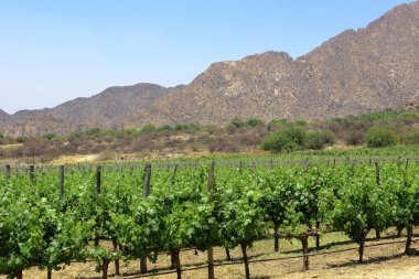 Arjantin 'de dağ zeminli El Cafayate üzüm bağları. Yüksek kalite fotoğraf