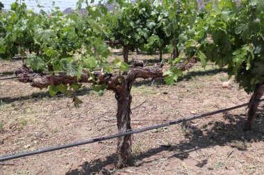 Arjantin 'de dağ zeminli El Cafayate üzüm bağları. Yüksek kalite fotoğraf