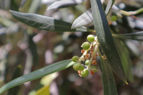 Kleine Oliven Sprießen Aus Einem Olivenbaum Keimen Oliven Sprießen Olivenknospen — Stockfoto