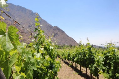 Arjantin 'de dağ zeminli El Cafayate üzüm bağları. Yüksek kalite fotoğraf