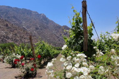 Arjantin 'de dağ zeminli El Cafayate üzüm bağları. Yüksek kalite fotoğraf