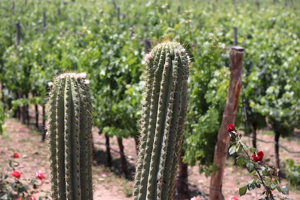 Dos Cactus Primer Plano Paisaje Verano Con Hileras Viñedos Sin Imagen de stock