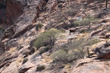 Cafayate, Arjantin, 3 Kasım 2022 Kuzey Arjantin 'in yarı çöl dağ bölgesinde keçi..