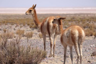 Wild Vicuna Vicugna vicugna Gran Salar, Arjantin, Güney Amerika 'da.