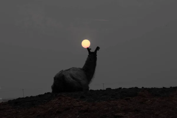 Lama Contre Coucher Soleil Dans Ciel Fumé Par Des Incendies — Photo