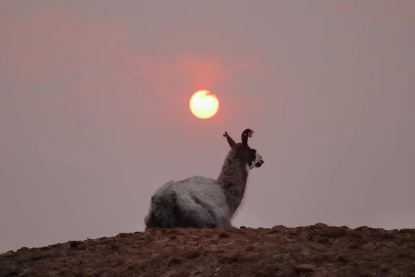 ラマは 北アルゼンチンの火災からの空の煙の中で日没に対して見られた 高品質の写真 — ストック写真