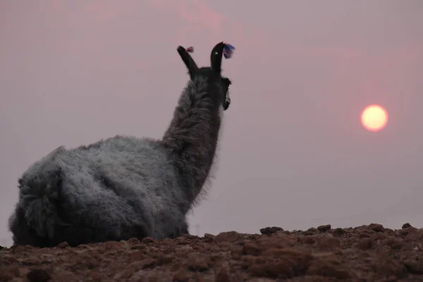 在北部Argentina的大火的烟雾弥漫的天空中 美洲驼在落日的映衬下映入眼帘 高质量的照片 — 图库照片