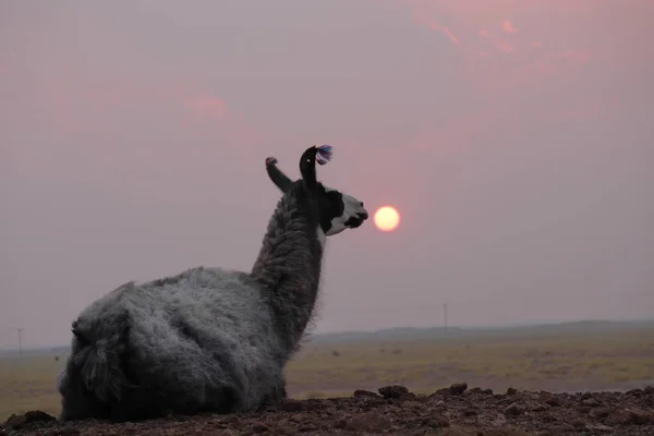 Lama Contre Coucher Soleil Dans Ciel Fumé Par Des Incendies — Photo