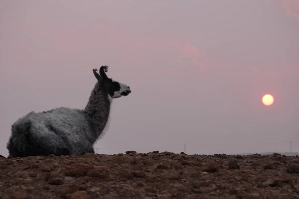 Llama Vista Contra Atardecer Cielo Humeante Incendios Norte Argentino Foto — Foto de Stock
