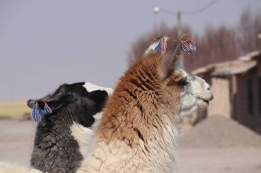 Öğleden sonra arka planı bulanık iki Lama portresi. Yüksek kalite fotoğraf