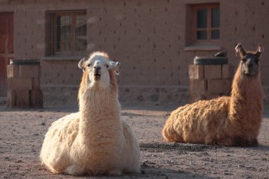 Öğleden sonra arka planı bulanık iki Lama portresi. Yüksek kalite fotoğraf