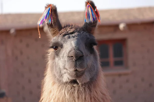 Llama Ansikte Porträtt Eftermiddagen Med Suddig Bakgrund Högkvalitativt Foto — Stockfoto