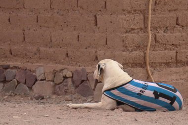 Northa Arjantin, 2022, Arjantin futbol takımının çizgili gömleğini kullanan bir köpek. Yüksek kalite fotoğraf