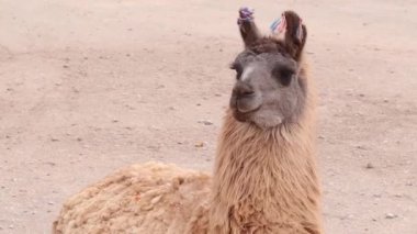 Kulaklarına iplik süsleri takan lama portresi, Arjantin. Yüksek kaliteli FullHD görüntüler