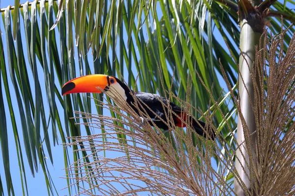 Ramphastos toco, ya da Toucan, Jussara Palm, Euterpe edulis racaceae 'de, Brezilya' nın bir kentsel bölgesinde. Yüksek kalite fotoğraf