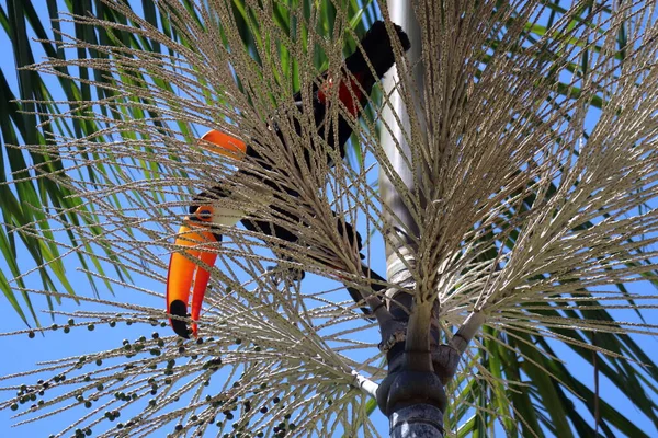 Ramphastos toco, ya da Toucan, Jussara Palm, Euterpe edulis racaceae 'de, Brezilya' nın bir kentsel bölgesinde. Yüksek kalite fotoğraf