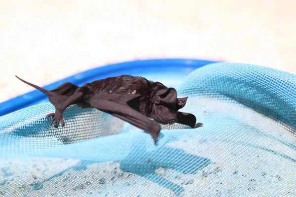 A small sick bat over a blue net High quality photo