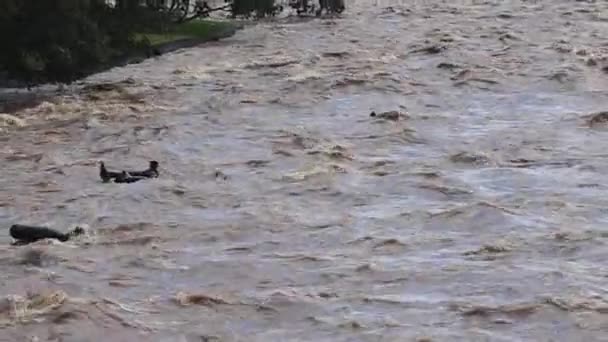 Piracicaba River Torrential Brown Waters Brown Waters People Floating Piracicaba — Stockvideo