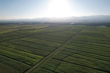 Mısır tarlasının havadan görünüşü. Yüksek kalite fotoğraf