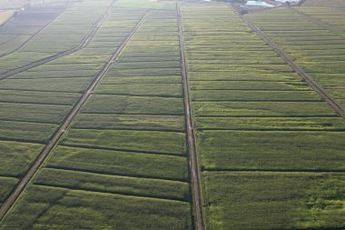 Mısır tarlasının havadan görünüşü. Yüksek kalite fotoğraf