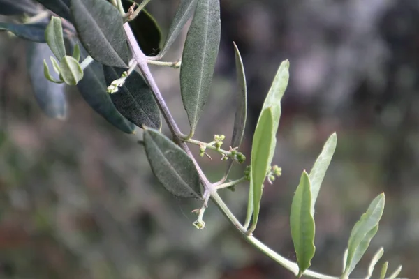 Olivenzweig Und Silbrige Blätter Hochwertiges Foto — Stockfoto