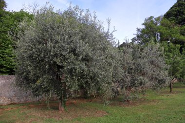 Mayıs ayında İtalya 'da gümüş yapraklı zeytin ağacı. Yüksek kalite fotoğraf