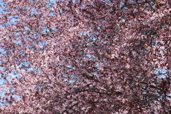 Mavi gökyüzünün altındaki ağaçta pembe kiraz çiçeklerinin güzel dallarının seçici odak noktası. Flora desenli doku, doğa çiçekli arka plan. Yüksek kalite fotoğraf