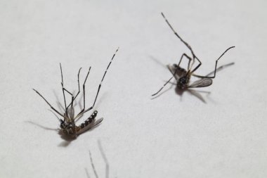 Beyaz arka planda izole edilmiş ölü sivrisineklere yakın çekim. Yüksek kalite fotoğraf. Dang vericisi. Aedes.