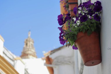  Flower pots and Cathedral Tower - Cordoba, Andalusia, Spain. High quality photo clipart